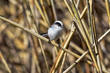 animal, forest, kusagi, bird, nature, wild Bird, energy Guide, fluffy, cute, natural, landscape