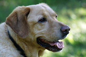 labradorský retrívr, laboratoř, zlatý, Pes, domácí zvíře, zvíře, Příroda, psí, retriever, savec