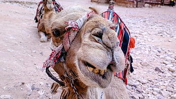 cammello, deserto, petra, Giordania, Egitto, cammelli, marocchino, sabbia, paesaggio, duna, asciutto