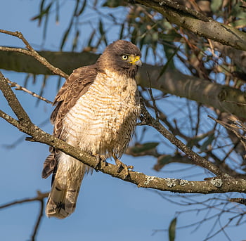 road Hawk, hawk, bird, rupornis Magnirostris, animal, nature, bird Of Prey, wildlife, predator, ornithology, bird Watching