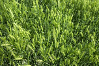 grass, wild Grain, wild Barley, weeds, dangerous, thorn, summer, nature, plant, green, injured
