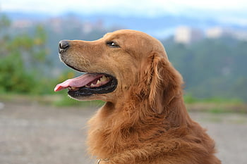 Labrador, atenție superficială, zi insorita, în aer liber, limba afară, adorabil câine, animale de companie, portret de animale, natura fundal, Caine dragut, câine pufos