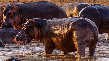hippo, hippopotamus, bathing, group, pachyderm, mammals, nature, water, animals, wildlife, large