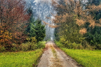 stromy, cesta, les, mlha, Příroda, pruh, podzim, ranní mlha, podzimní barvy, atmosféra, tajemný