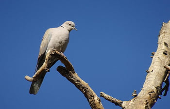 Vogel, Taube, Eurasische Türkentaube, Natur, Streptopelia decaocto, Kragentaube, Ring Taube, Fauna, Tierwelt, Jaipur, Indien