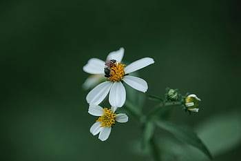 hoverfly, μαργαρίτα λουλούδι, λιβάδι, φύση, μέλισσα, συλλογή γύρης, ανθίζει άγρια ​​μαργαρίτα, φυσική ρύθμιση, Μικρή Hoverfly, αγριολούλουδα, έντομο