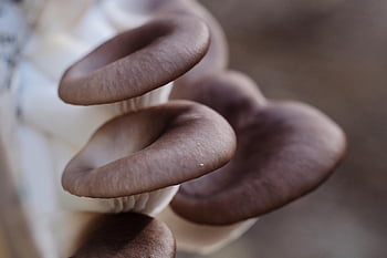 oyster Mushrooms, mushrooms, edible Mushrooms, oyster Fungi, fungi, toadstools, nature, closeup