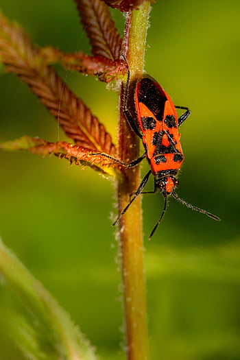 Firebug、 昆虫、 甲虫、 欧州消防士、 pyrrhocoris apterus、 昆虫学、 バグ、 マクロ、 閉じる、 マクロ撮影、 害虫