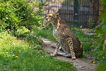 cheetah, zoo, predator, big Cat, wild Animal, nature, wildcat, wildlife, dangerous, fur, africa
