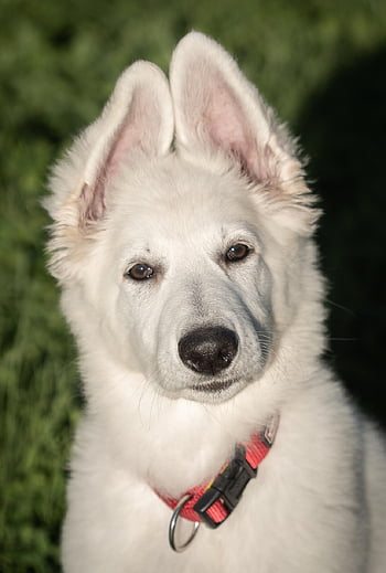cane, cane da pastore svizzero bianco, natura, cucciolo, canino, animale domestico, cortile, animale, carina, cagnetto, pastore svizzero