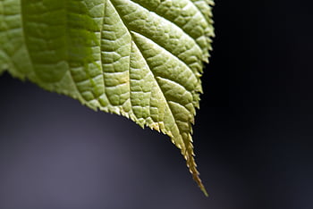녹색 잎을 닫습니다, 배경, 식물학, 닫다, 세부 묘사, 플로라, 숲, 신선한, 정원, 녹색, 성장