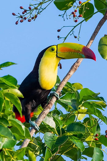 Tucan, นก, เกาะอยู่, สัตว์, ขน, เครื่องแต่งตัว, จะงอยปาก, บิล, ชมนก, นกวิทยา, สัตว์โลก