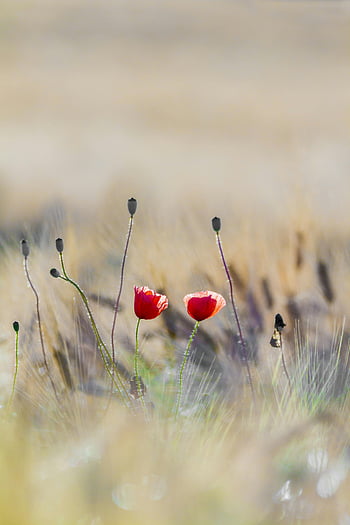赤い花、 草地、 活気のある赤いポピー、 穏やかなフィールド、 背景をぼかした写真、 自然の美しさ、 咲く花、 屋外の風景、 自然の風景、 花の写真、 ケシの花