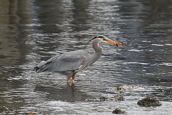 birds, blue Heron, nature, wildlife, birdwatching, animals, outdoor, avian, birdphotography, naturelovers, washington