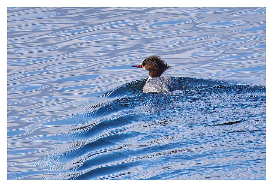 common merganser, Mergus merganser, Connecticut River, East Hartford, Goodwin College, water, bird, wildlife, nature, swimming, outdoors