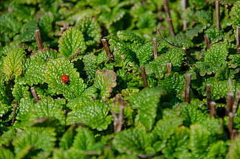 balzám, citronový balzám, jaro, klíčící, Příroda, slunéčko sedmitečné, kulinářské byliny, zahrada, zahradní byliny, aroma, aromatický