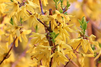 forsizia, arbusto ornamentale, fioritura, giallo, primavera, campane d'oro, Lilla d'oro, fiorire, natura, forsizia del giardino, arbusto