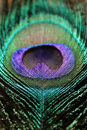 pana de paun, fotografierea macro, culori vii, modele complicate, păun ochi, închisă, fotografia naturii, Textura detaliată, pene colorate, pasăre de pene, macro shot