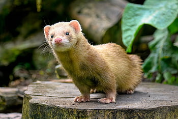 fretka, savec, Mustelid, zvíře, volně žijících živočichů, Příroda, zvědavý