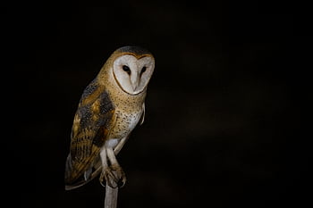 owl eye bird, background, beak, copy space, dark, dramatic, face, feather, habitat, hd wallpaper, nature