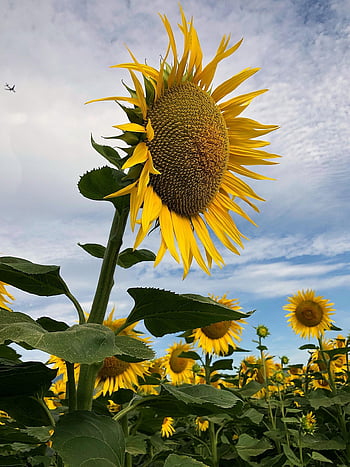 sunflower, ipad Wallpaper, flower, beautiful Flowers, yellow, floral Background, big, field, nature, samsung Wallpaper, mobile Wallpaper