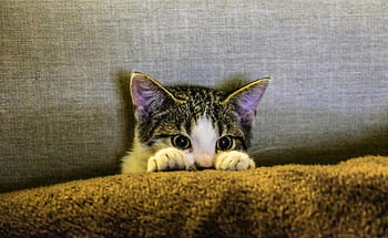 cute kitten, hiding behind pillow, tabby kitten, peering over blanket, curious eyes, cozy brown blanket, adorable cat, playful kitten, indoor cat, pet photography, cute animals