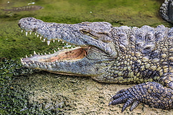 クロコダイル、 爬虫類、 動物、 自然、 歯、 湿地、 捕食者、 危険な