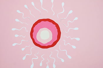ilustrace oplodnění, spermie, vejce, růžové pozadí, konceptuální umění, proces oplodnění, reprodukční biologie, Reprodukce člověka, oocyt, rozmnožovací systém