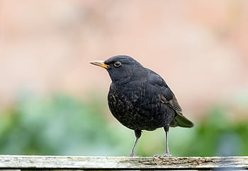 male Uk Blackbird, male Blackbird, blackbird, black Bird, orange Beak, songbird, fence, nature, spring