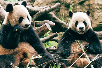 Bambu yemek pandalar, dev pandalar, Doğal ayarlar, oynak pandalar, Sevimli Pandalar, bambu Ormanı, vahşi yaşam fotoğrafçılığı, panda davranışı, Panda Habitat, Panda Koruma, panda diyeti