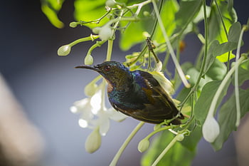 sunbird, madár, Thaiföld, esőerdő, zöld szín, madárles, trópusi éghajlat, keres, ülés, vadvilág, állat