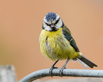 bir çit bluetit, mavi baştankara, küçük kuş, bahçe kuşu, Bahçe, yem arama, tüyler, doğa, tüy, bluetit, kuş