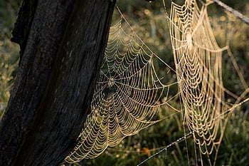 spider Web, web, nature, dew, dewdrop, networking, cobweb, cobwebs, cases, early Dew, connection