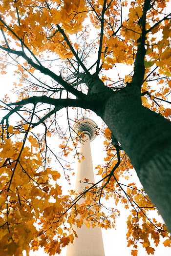 Berlin TV Tower, autumn, yellow leaves, nature, architecture, Berlin, fall, tree, leaves, Germany, skyline