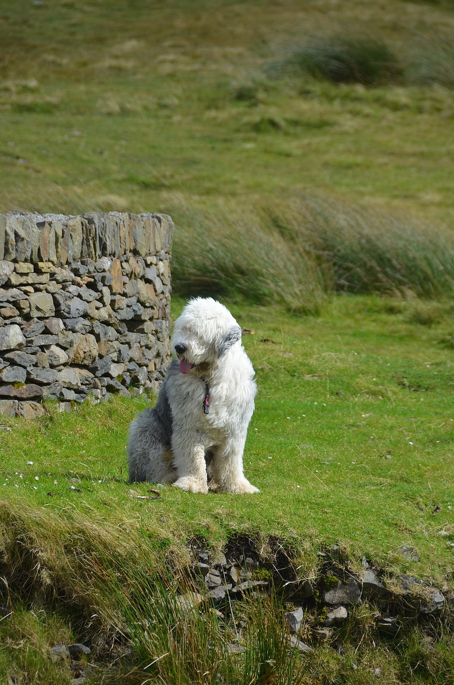 dog, sheepdog, bobtail, animal, canine, pet, domestic, english-sheepdog, dulux-dog
