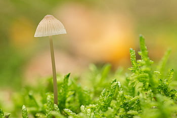 beyaz mantar, makro çekim, Küçük Miken mantar, canlı yeşil yosun, açık havada, doğa fotoğrafçılığı, yakın çekim fotoğrafçılık, doğal çevre, orman zemini, hassas mantarlar, açık flora