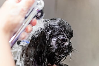 péče, domácí zvíře, salon, Pes, vlasy, čistokrevný, mladý, účes, srst, zvíře, domácí