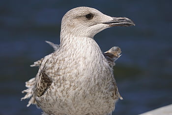 racek, pták, pláž, zvíře, ornitologie, druh, fauna, ptačí, moře, vodní pták, pozorování ptáků