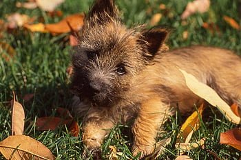 cairn Terrier, puppy, dog, grass, fallen Leaves, autumn Leaves, curious Dog, fur, brown Fur, pet, canine