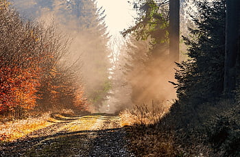 autumn, forest, path, forest Path, forest Trail, trail, nature Path, nature Trail, leaves, foliage, autumn Leaves