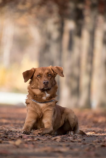 dog, animal, nature, mammal, fur, brown Fur, brown Dog, pet, dog Collar, autumn, park