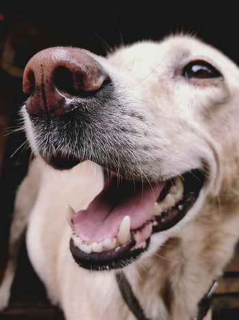 Labrador Retriever, golden retriever, close-up, happy dog, tongue out, adorable, pet, animal, cute, smiling dog, friendly dog