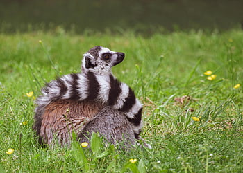 lemur, arboreal, primate, nature, arboreal Primate, madagascar, mammal, wild, wild Animal, wildlife, wilderness