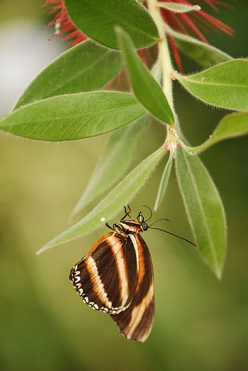 butterfly, bug, colors, nature, insects, moth, wildlife, wing, fly, leaf, wild