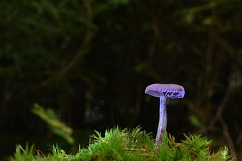 houba, disk houba, mech, podzim, fialová houba, mykologie, les, Příroda