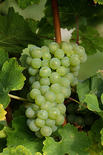 bílé hrozny, zelené hrozny, hroznový cluster, vinné hrozny, vinice, svěží zelené listy, Detailní hrozny, vinná réva, Ideální pro víno, sklizeň hroznů, čerstvé hrozny
