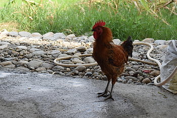 pollo biologico locale, elenco locale, pollo, azienda agricola, pollame, uccello, animale, gallina, bestiame, Gallo, agricoltura