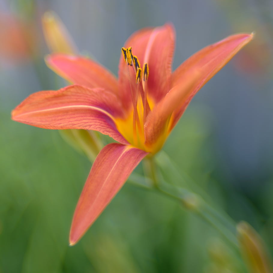 den lilie, hemerocallis, květ, oranžový, Červené, nikkor, 35 mm, 1.4, měkké zaostření, Příroda