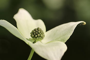 Hartriegel, cornus florida, blühen, Blütenblätter, weiße Blume, Stempel, Strauch, Buchse, Nahansicht, Natur