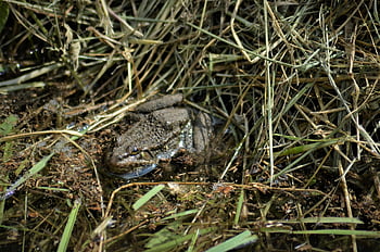 sapo, Sapo verde, égua, pântano, natureza, lagoa, anfíbios, batráquio, biótopo, verde, lírios